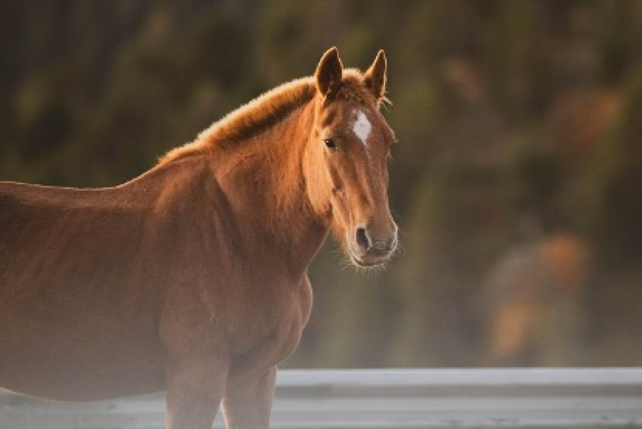 Economic and Statistical Modelling in Horse Racing Markets: A Research Review