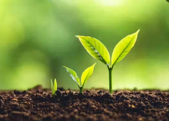 The Impact of Entrepreneurial Bricolage and Green Entrepreneurial Orientation on the Digital Entrepreneurial Intentions of SMEs in Saudi Arabia