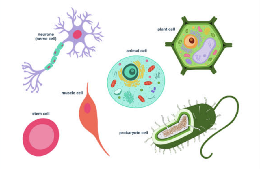 Cell Bio: Human Biospecimen Solutions For Research